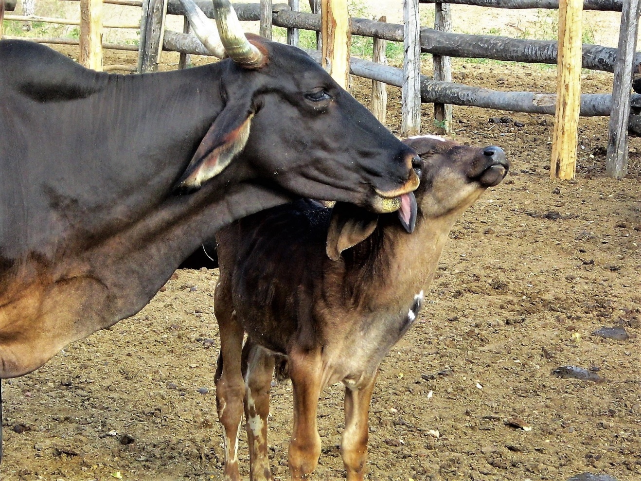 Vacas, bezerros, cordas e criadores: como pensar a técnica de tirar leite pelos movimentos corporais?