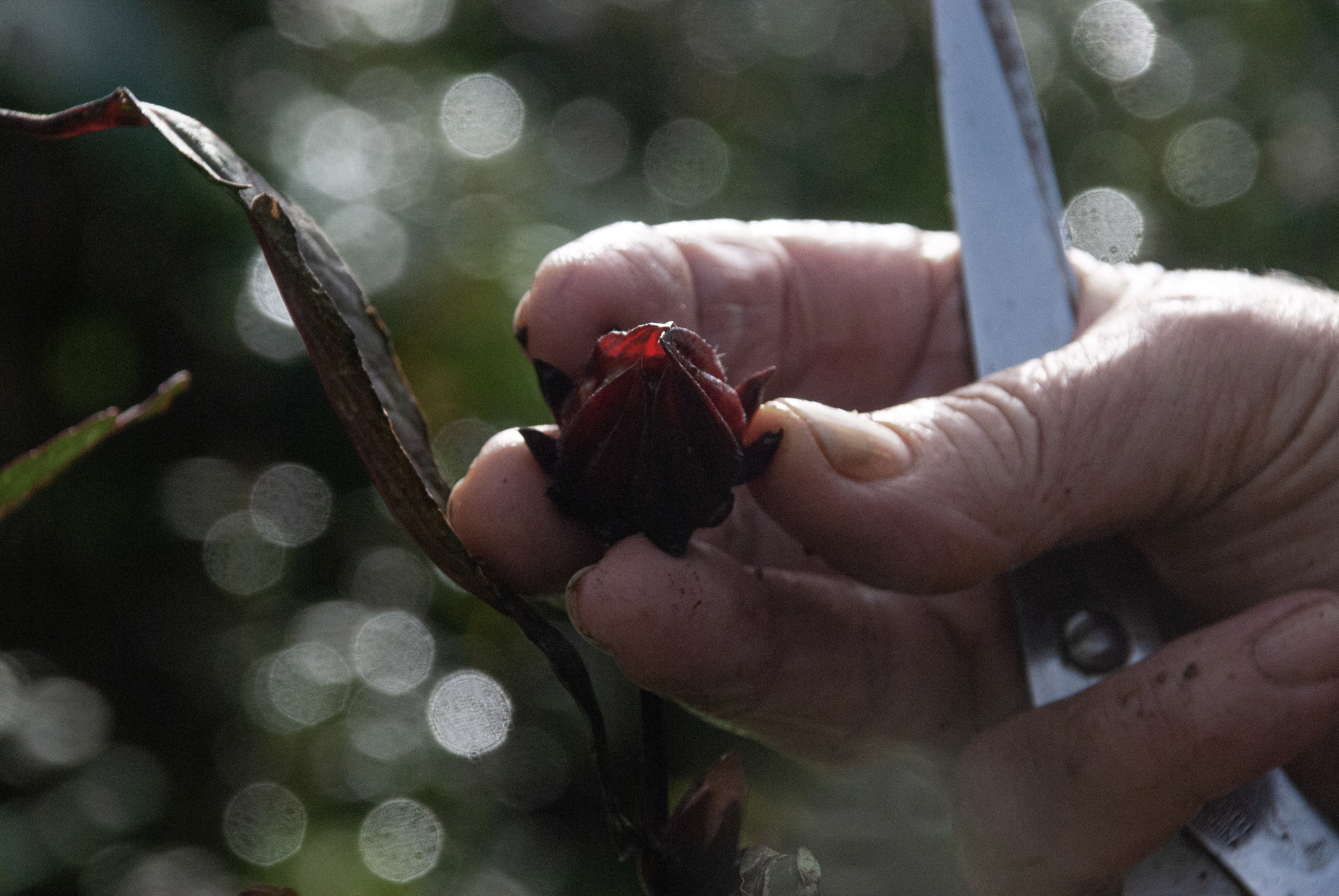 Espécie companheira e comida: Hibiscos e humanos na horta comunitária da Lomba do Pinheiro